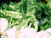 Que faire des feuilles de fenouil ? feuilles de fenouil