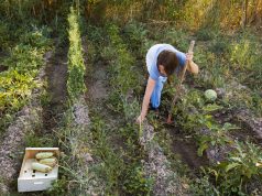 5 astuces pour améliorer la qualité du sol de votre jardin Améliorer le sol du jardin