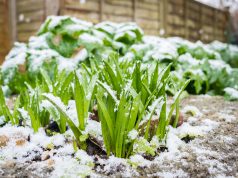 Que faire dans son potager en janvier ? faire dans son potager en janvier