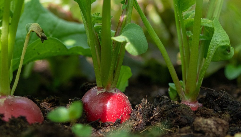 Légumes racines à privilégier dans votre potager