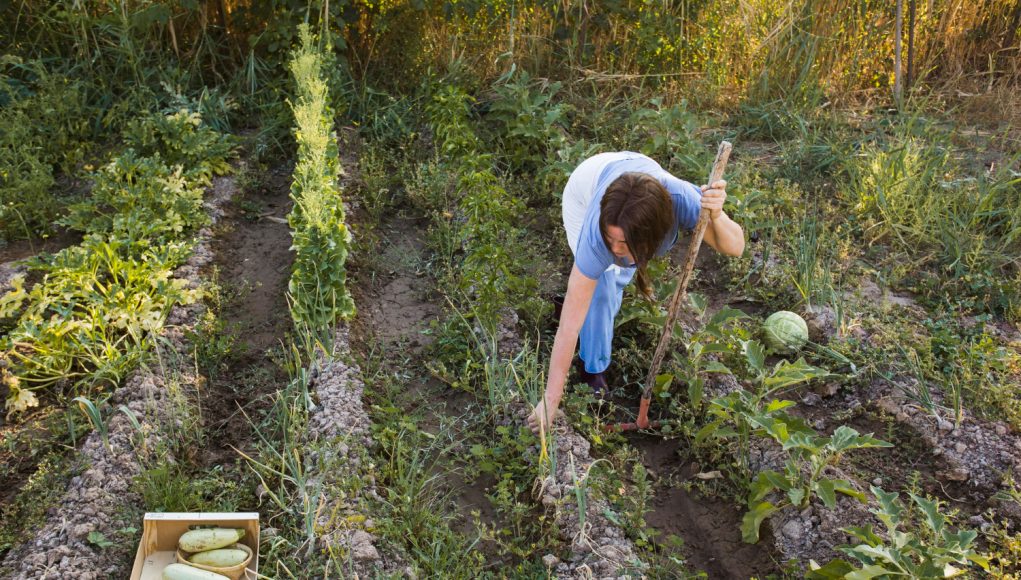Améliorer le sol du jardin
