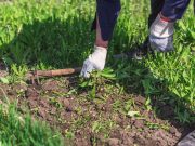 Comment faire un désherbant naturel ? 5 recettes efficaces Comment faire un désherbant naturel