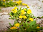 Comment faire un désherbant naturel ? faire désherbant naturel