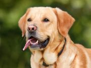 Comment faire un répulsif naturel pour chien ? Faire un répulsif naturel pour chien