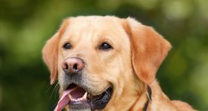 Comment faire un répulsif naturel pour chien ? Faire un répulsif naturel pour chien