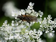 Comment se débarrasser des moucherons sur les plantes ? Se débarrasser des moucherons sur les plantes