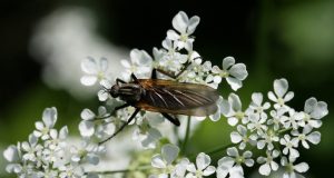 Comment se débarrasser des moucherons sur les plantes ? Se débarrasser des moucherons sur les plantes