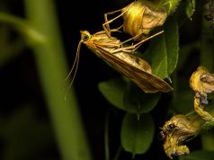 Comment faire un répulsif pour les mites ? Faire un répulsif pour les mites