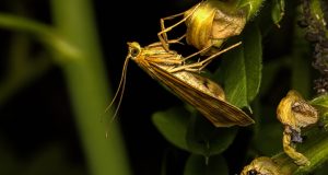 Comment faire un répulsif pour les mites ? Faire un répulsif pour les mites