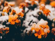 Comment soigner les maladies des plantes en hiver soigner les maladies des plantes en hiver