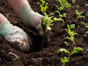 A quelle date commencer à planter des légumes dans son jardin ? A quelle date commencer à planter ses légumes