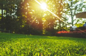 Les secrets d’un gazon luxuriant au printemps : Semis et entretien choses à faire à Pâques afin d'avoir une pelouse parfaite