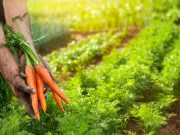 Comment faire pousser des carottes ? Comment faire pousser des carottes