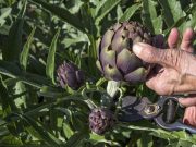 Comment faire pousser des artichauts ? faire pousser des artichauts