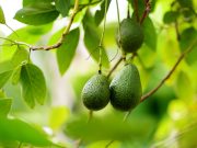 Comment faire pousser un avocatier chez soi ? faire pousser un avocatier