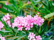 10 plantes de jardin les plus toxiques pour les animaux de compagnie plantes de jardin les plus toxiques pour les animaux de compagnie