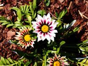 Quelles plantes peuvent être en plein soleil sans arrosage ?