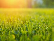 Comment prendre soin de sa pelouse au début du printemps ? prendre soin de sa pelouse au début du printemps