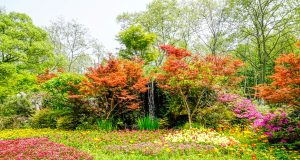 Transformez votre jardin en oasis de couleurs ce printemps : inspirations et conseils jardin en oasis de couleurs