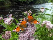 6 gestes simples pour favoriser la biodiversité dans votre potager au printemps Favoriser la biodiversité