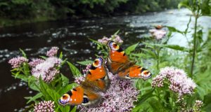 6 gestes simples pour favoriser la biodiversité dans votre potager au printemps Favoriser la biodiversité
