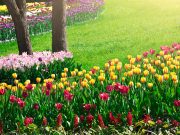 20 choses essentielles à faire dans son jardin au début du printemps choses essentielles à faire dans son jardin au début du printemps