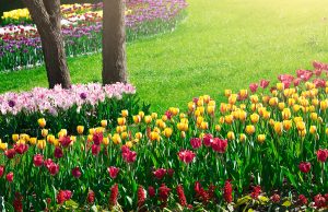 20 choses essentielles à faire dans son jardin au début du printemps choses essentielles à faire dans son jardin au début du printemps