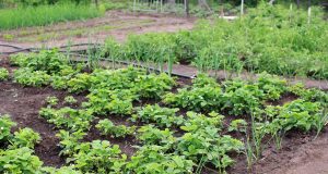 Planifier la rotation des cultures pour un potager sain et productif La rotation des cultures