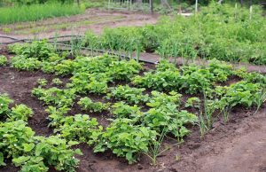 Planifier la rotation des cultures pour un potager sain et productif La rotation des cultures
