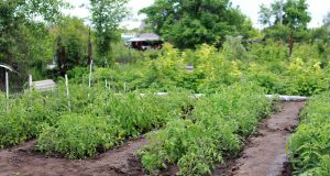 Les 7 meilleures plantes à semer directement en terre au printemps Plantes à semer directement en terre