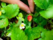 Les fruits à cultiver dans votre jardin dès ce printemps fruits à cultiver dans votre jardin dès ce printemps