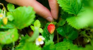 Les fruits à cultiver dans votre jardin dès ce printemps fruits à cultiver dans votre jardin dès ce printemps