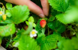 Les fruits à cultiver dans votre jardin dès ce printemps fruits à cultiver dans votre jardin dès ce printemps