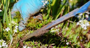 Comment lutter contre les mauvaises herbes de manière naturelle ? lutter contre les mauvaises herbes