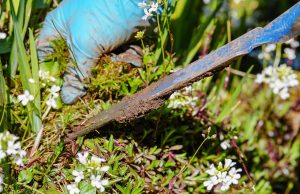 Comment lutter contre les mauvaises herbes de manière naturelle ? lutter contre les mauvaises herbes