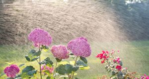 Conseils pour la gestion de l’eau au jardin : Économisez et arrosez efficacement Arrosage de plantes