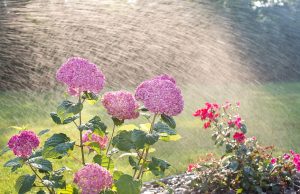 Conseils pour la gestion de l’eau au jardin : Économisez et arrosez efficacement Arrosage de plantes