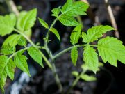 Quand planter des tomates dans son potager ? planter des tomates