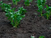 6 techniques pour préparer le sol de votre potager au printemps préparer le sol de votre potager au printemps