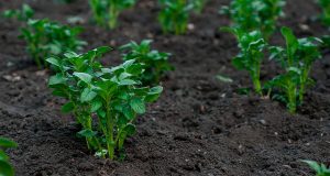 6 techniques pour préparer le sol de votre potager au printemps préparer le sol de votre potager au printemps