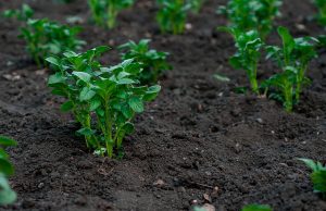 6 techniques pour préparer le sol de votre potager au printemps préparer le sol de votre potager au printemps