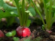 7 légumes à racines à privilégier pour un potager printanier abondant Légumes racines à privilégier dans votre potager