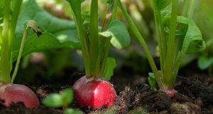 7 légumes à racines à privilégier pour un potager printanier abondant Légumes racines à privilégier dans votre potager