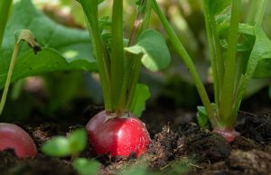 7 légumes à racines à privilégier pour un potager printanier abondant Légumes racines à privilégier dans votre potager