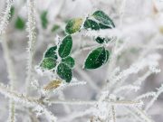 Astuces pour protéger votre potager des gelées tardives au printemps Protéger votre potager des gelées printanières