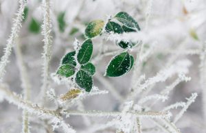 Astuces pour protéger votre potager des gelées tardives au printemps Protéger votre potager des gelées printanières