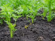 Quand semer des carottes dans son potager ?