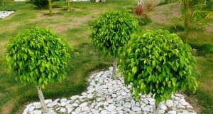 5 plantes dépolluantes pour un jardin plus sain Plantes dépolluantes pour un jardin plus sain