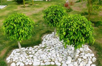 5 plantes dépolluantes pour un jardin plus sain Plantes dépolluantes pour un jardin plus sain