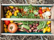 6 techniques pour créer un potager en permaculture dès le printemps